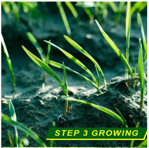 Biodegradable Grass Seed Mat